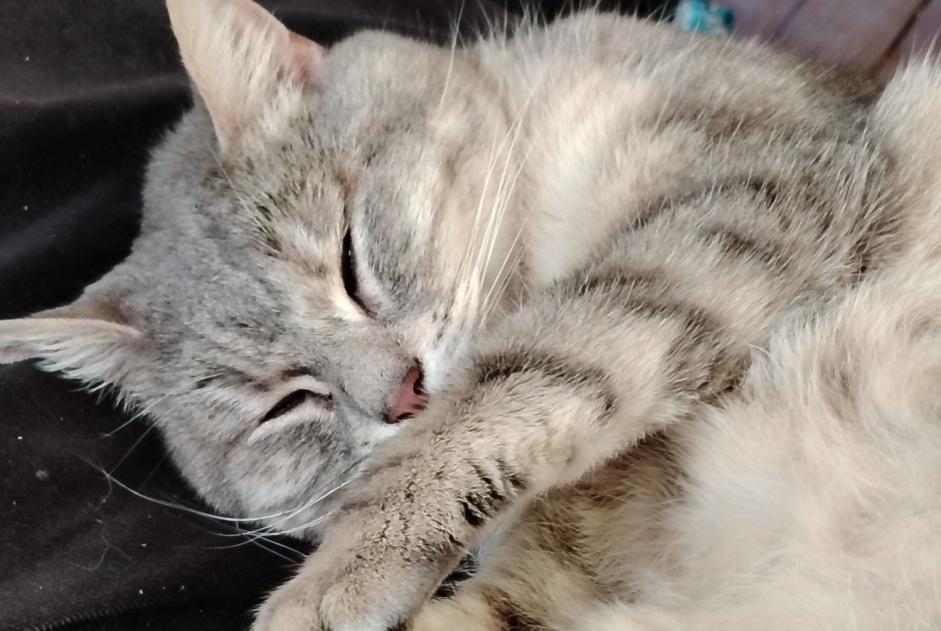 Disappearance alert Cat  Female , 5 years Rennes France