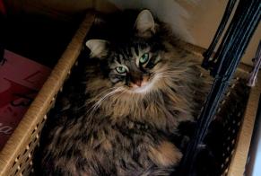 Disappearance alert Cat miscegenation  Male , 3 years Bourg-en-Bresse France