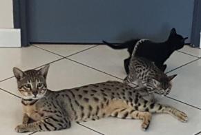 Disappearance alert Cat  Male , 2 years Bléruais France
