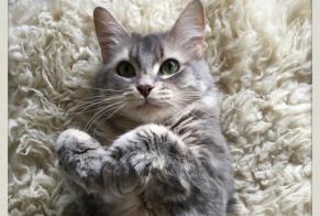 Disappearance alert Cat miscegenation  Female , 11 years Andernos-les-Bains France