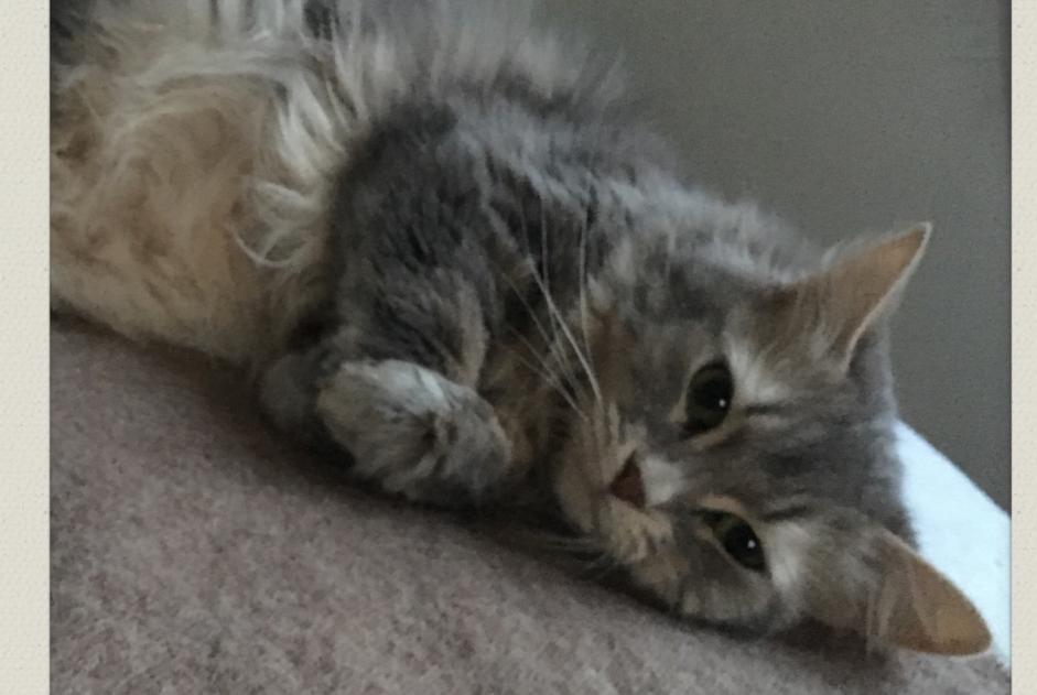 Disappearance alert Cat miscegenation  Female , 11 years Andernos-les-Bains France