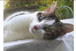 Discovery alert Cat miscegenation  Male Limoges France