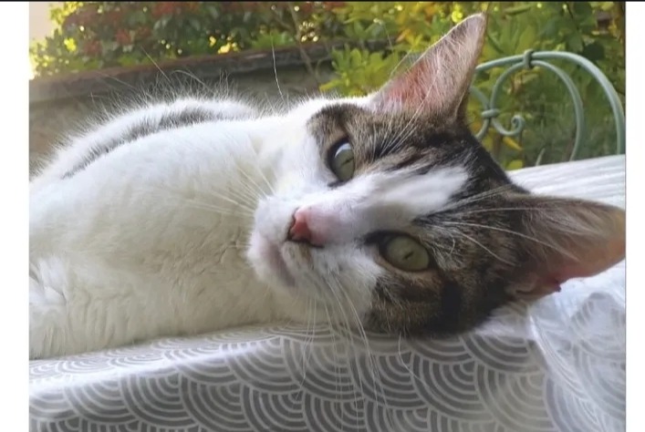Discovery alert Cat miscegenation  Male Limoges France