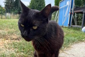 Discovery alert Cat Unknown Pérenchies France