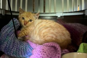 Discovery alert Cat Unknown Saint-Hippolyte France