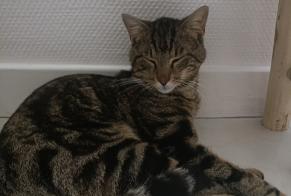 Discovery alert Cat Male , 1 year Lyon France