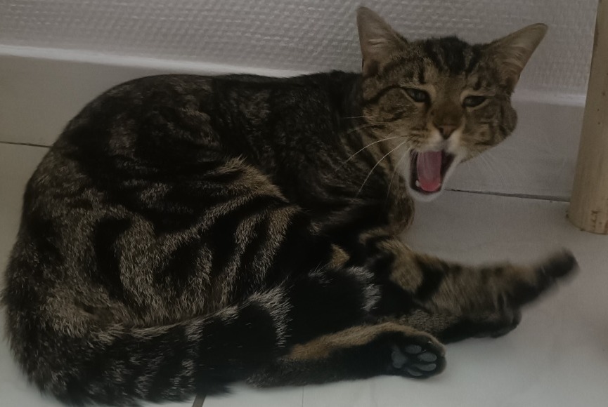 Discovery alert Cat Male , 1 year Lyon France