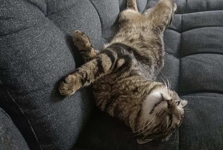 Discovery alert Cat Male , 1 year Lyon France