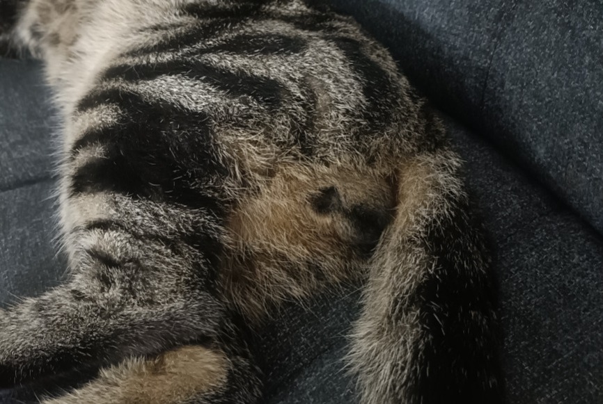 Discovery alert Cat Male , 1 year Lyon France