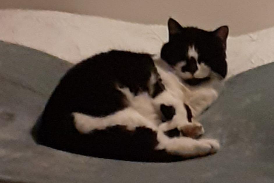 Disappearance alert Cat  Female , 12 years Tours France