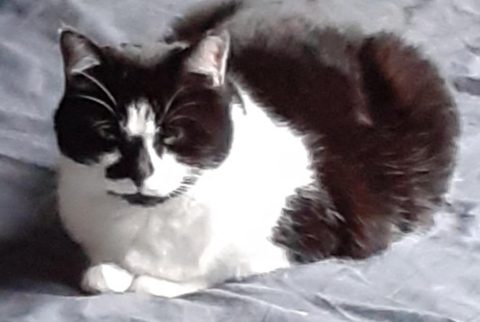 Disappearance alert Cat  Female , 12 years Tours France