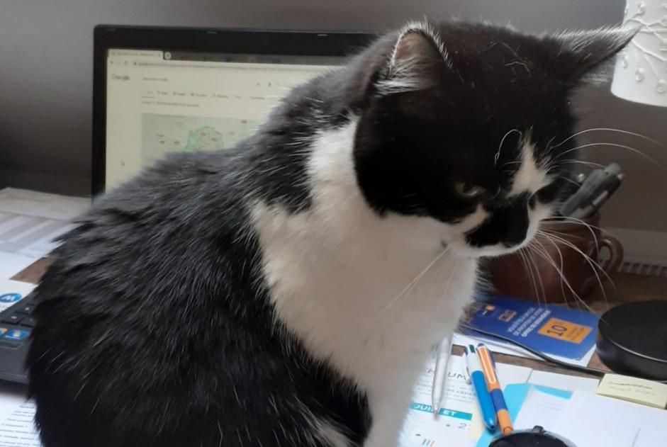 Disappearance alert Cat  Female , 12 years Tours France