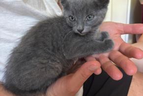 Discovery alert Cat  Unknown Camblain-l'Abbé France