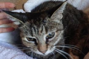 Discovery alert Cat Female Nersac France