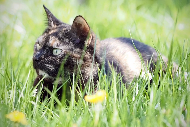 Disappearance alert Cat  Female , 3 years Le Coudray France