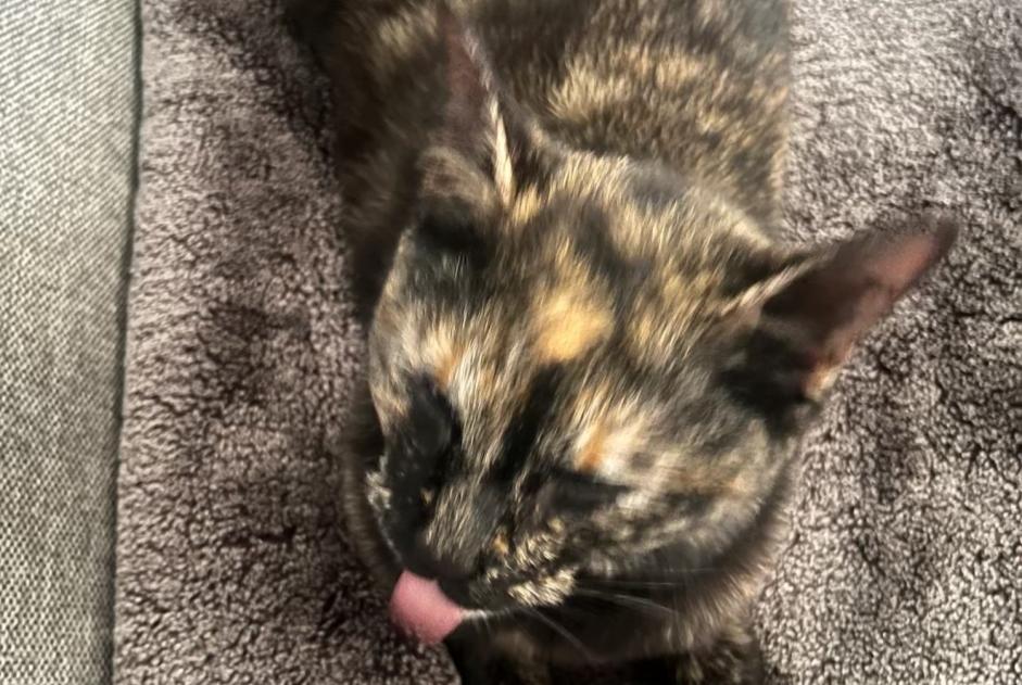 Disappearance alert Cat  Female , 3 years Le Coudray France
