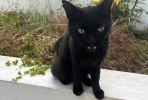 Discovery alert Cat Unknown Paris France