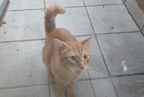 Discovery alert Cat Unknown Saint-Paul-en-Cornillon France