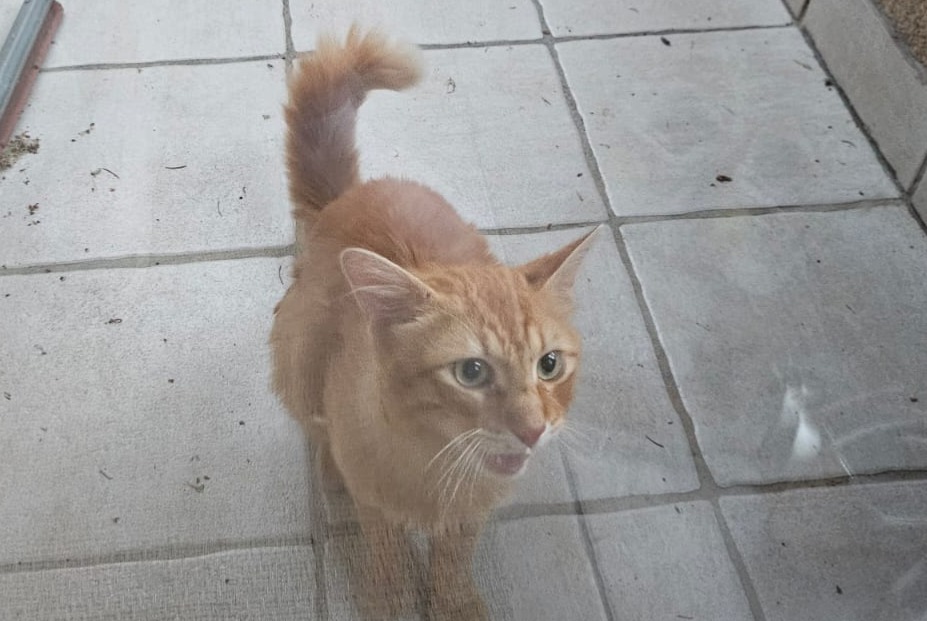 Discovery alert Cat Unknown Saint-Paul-en-Cornillon France