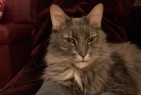 Disappearance alert Cat miscegenation  Male , 15 years Trédarzec France