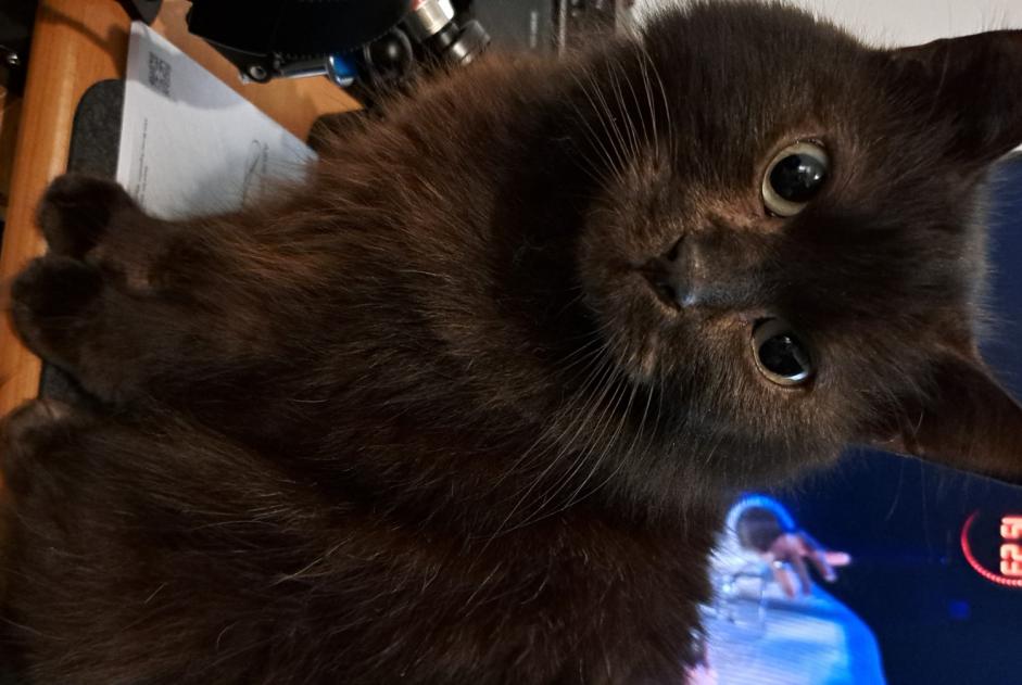 Disappearance alert Cat  Male , 6 years Bruay-sur-l'Escaut France
