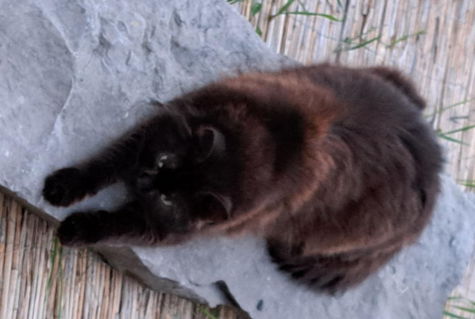 Disappearance alert Cat  Male , 6 years Bruay-sur-l'Escaut France