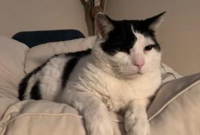 Disappearance alert Cat miscegenation  Male , 6 years Grasse France
