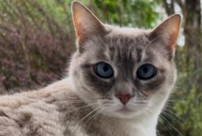Disappearance alert Cat miscegenation  Female , 7 years Combrit France