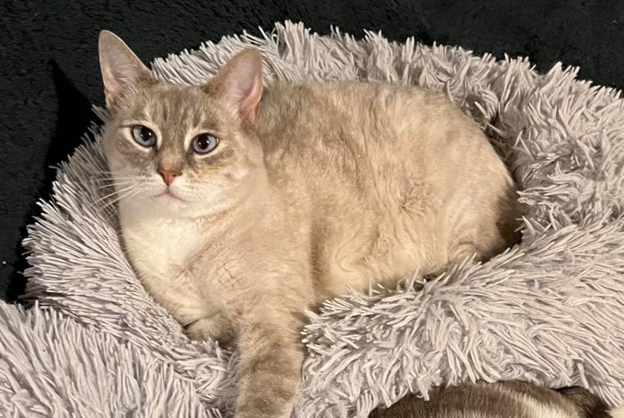 Disappearance alert Cat miscegenation  Female , 7 years Combrit France