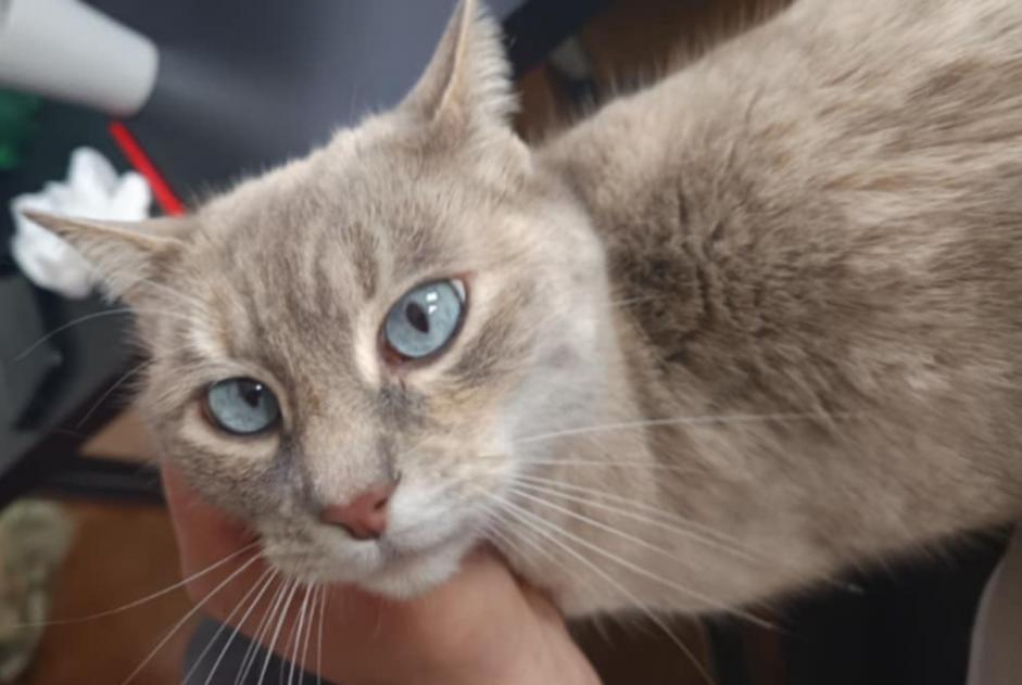 Disappearance alert Cat miscegenation  Female , 7 years Combrit France