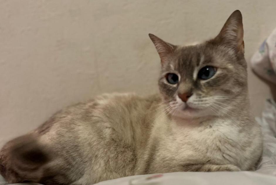 Disappearance alert Cat miscegenation  Female , 7 years Combrit France