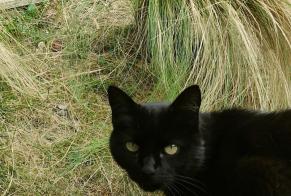 Disappearance alert Cat  Male , 14 years Flourens France