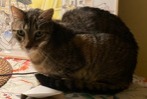Disappearance alert Cat miscegenation  Male , 8 years Dijon France