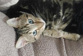 Disappearance alert Cat Male , 1 years Illois France