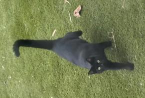 Disappearance alert Cat Female , 1 years Martigues France