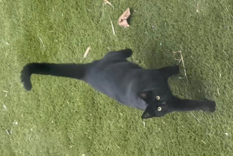 Disappearance alert Cat Female , 1 years Martigues France