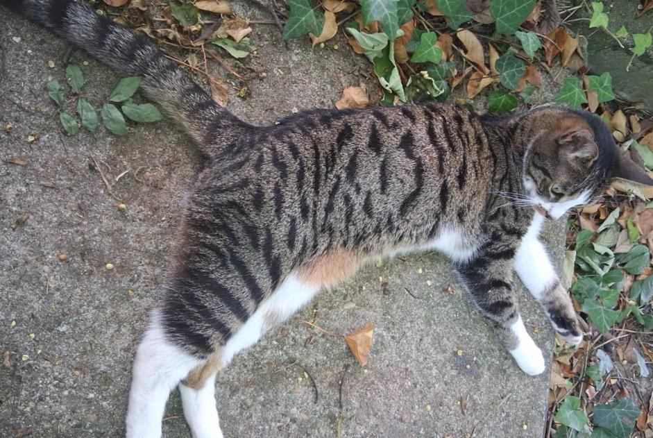 Disappearance alert Cat miscegenation  Female , 5 years Noisy-le-Sec France