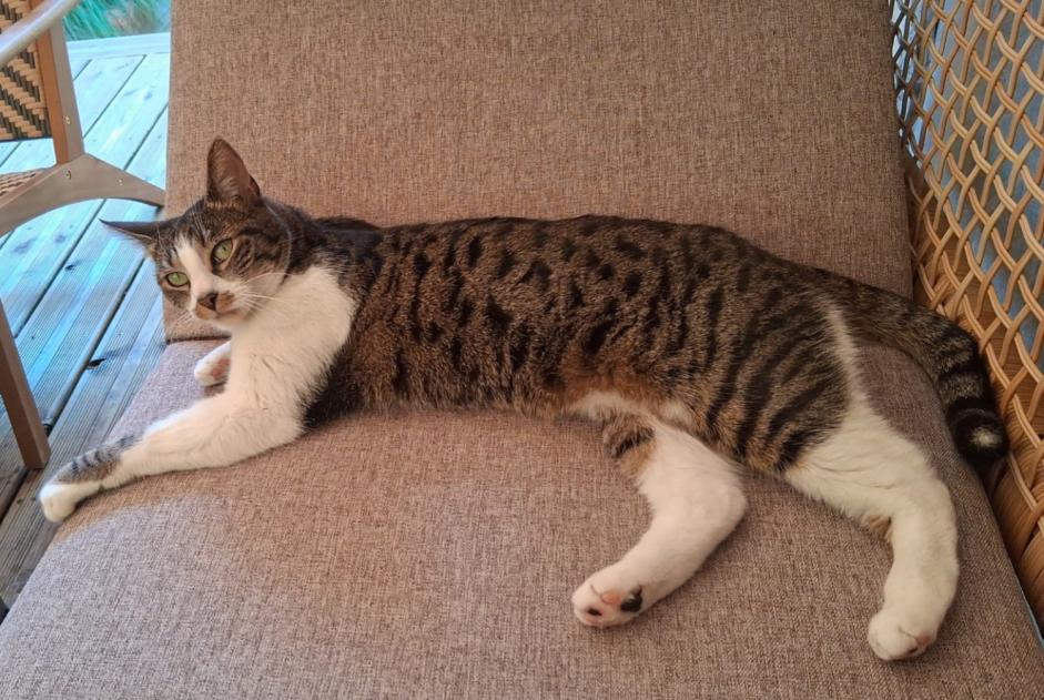 Disappearance alert Cat miscegenation  Female , 5 years Noisy-le-Sec France