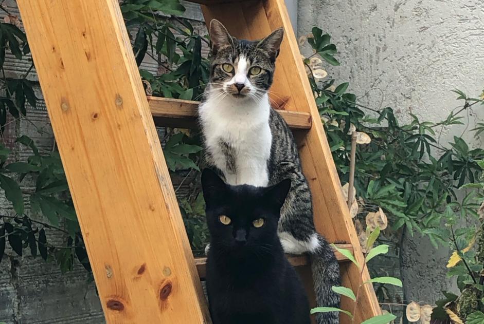 Disappearance alert Cat miscegenation  Female , 5 years Noisy-le-Sec France