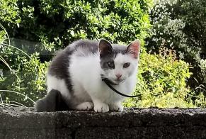Discovery alert Cat Unknown Meslan France