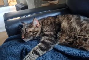 Disappearance alert Cat miscegenation  Female , 5 years Amiens France