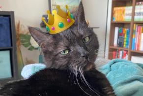 Disappearance alert Cat Male , 10 years Nantes France