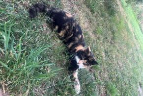 Discovery alert Cat Unknown Burgille France