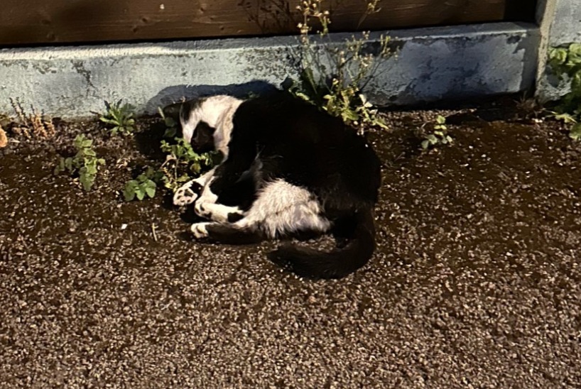 Discovery alert Cat Male Amnéville France