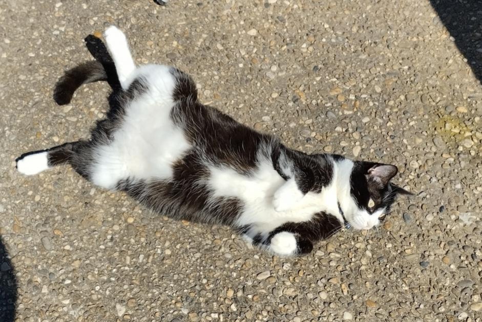 Disappearance alert Cat miscegenation  Male , 24 years Bordeaux France
