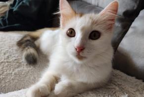 Disappearance alert Cat Female , 1 years Geudertheim France