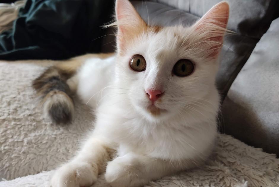 Disappearance alert Cat Female , 1 years Geudertheim France