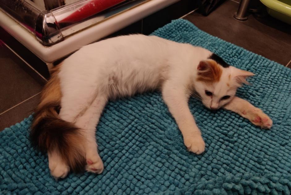 Disappearance alert Cat Female , 1 years Geudertheim France