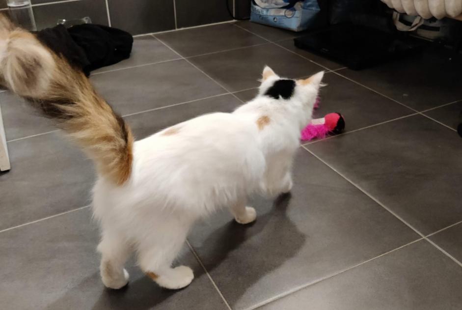Disappearance alert Cat Female , 1 years Geudertheim France