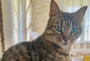 Disappearance alert Cat Male , 6 years Champfrémont France